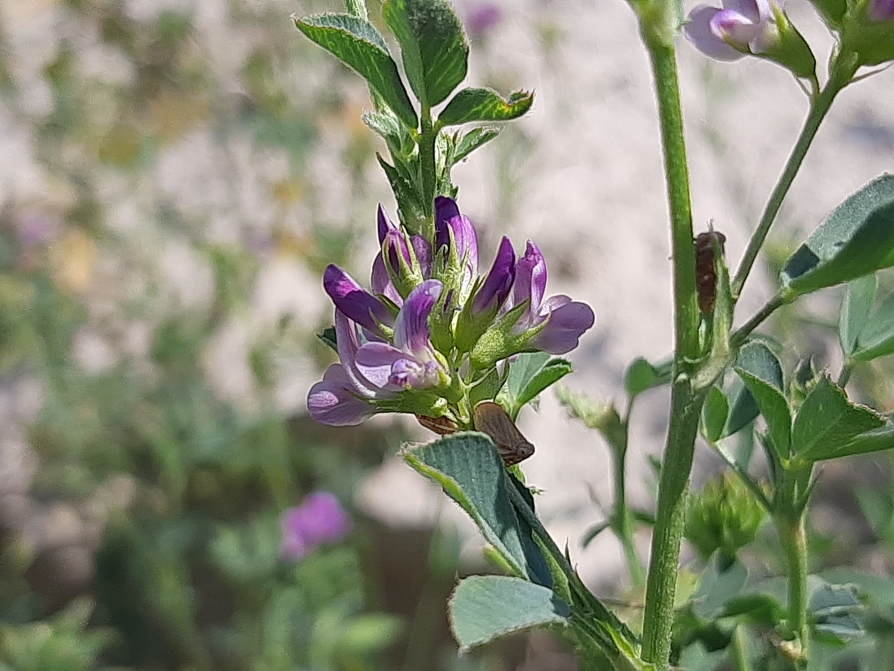 Medicago sativa