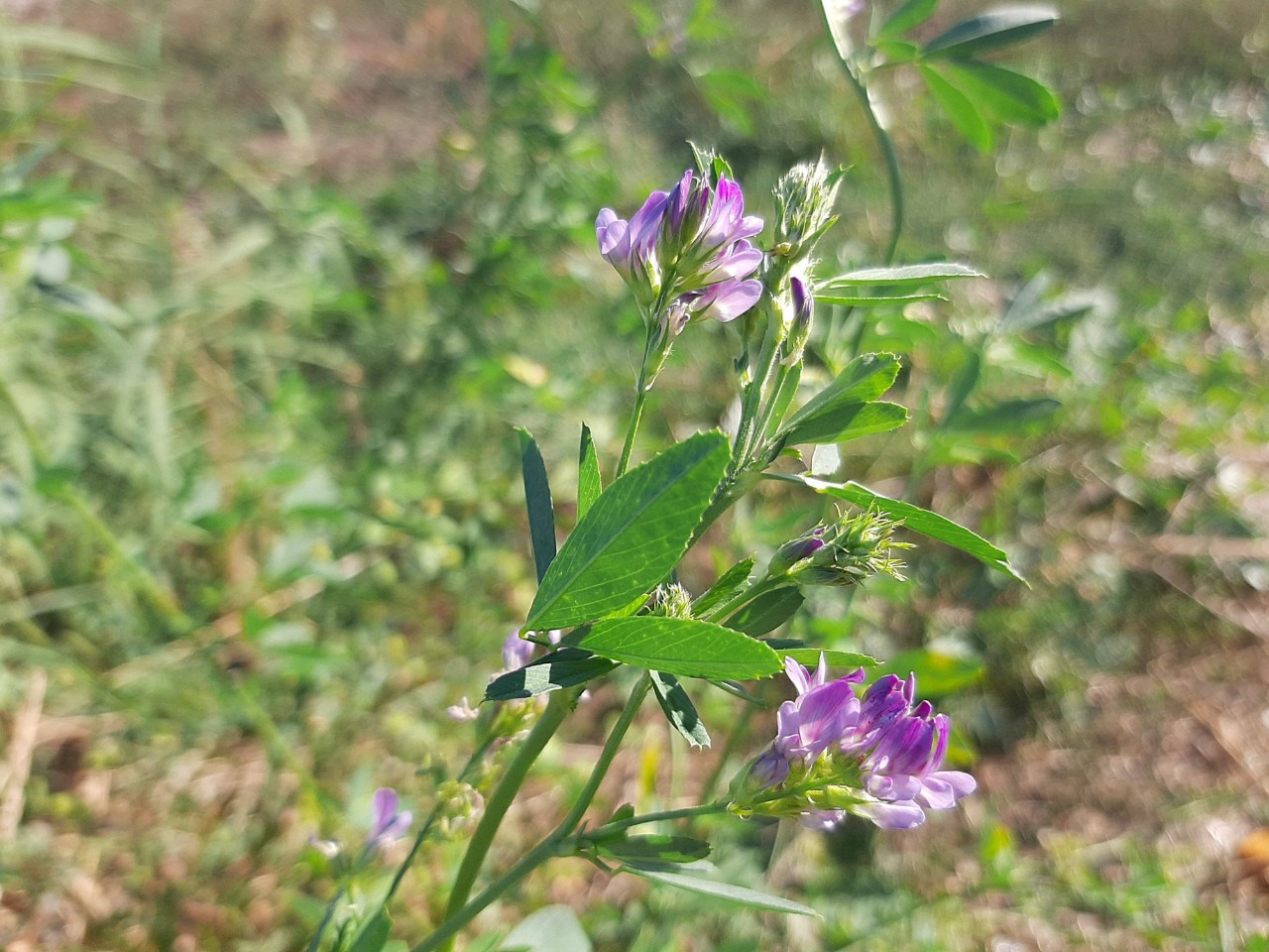Medicago sativa
