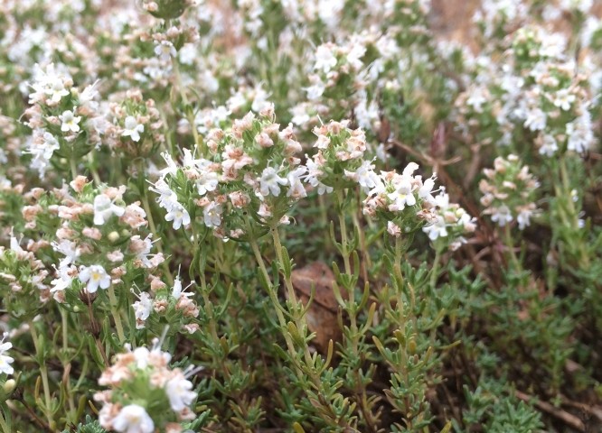 Thymus sipyleus