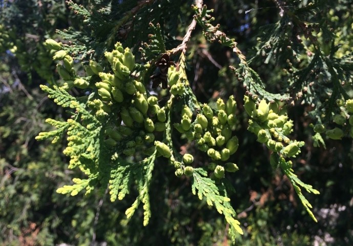 Thuja occidentalis