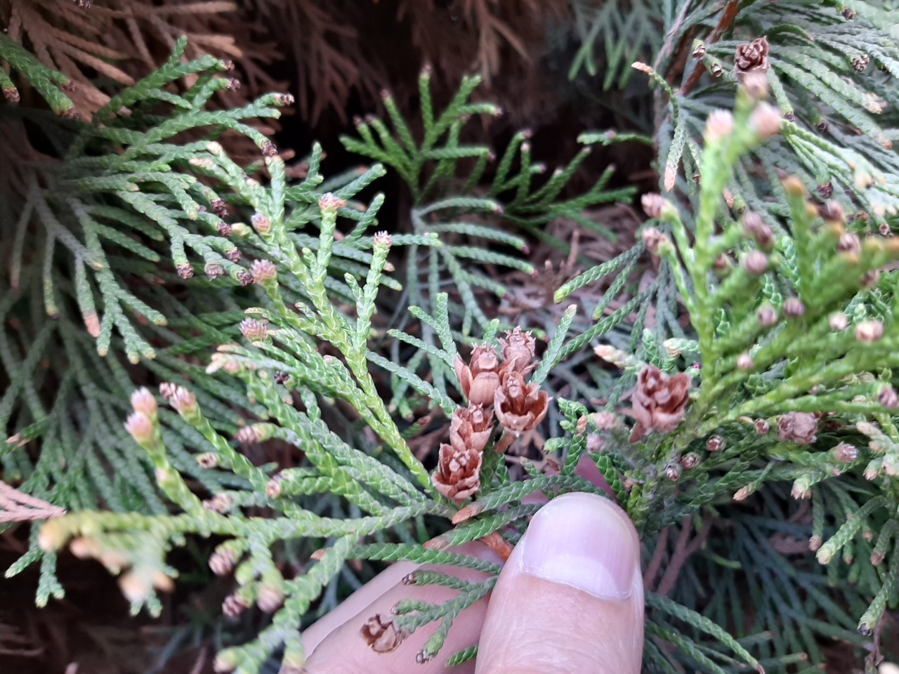 Thuja occidentalis