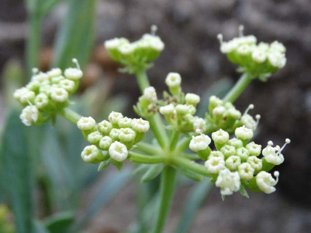 Crithmum maritimum