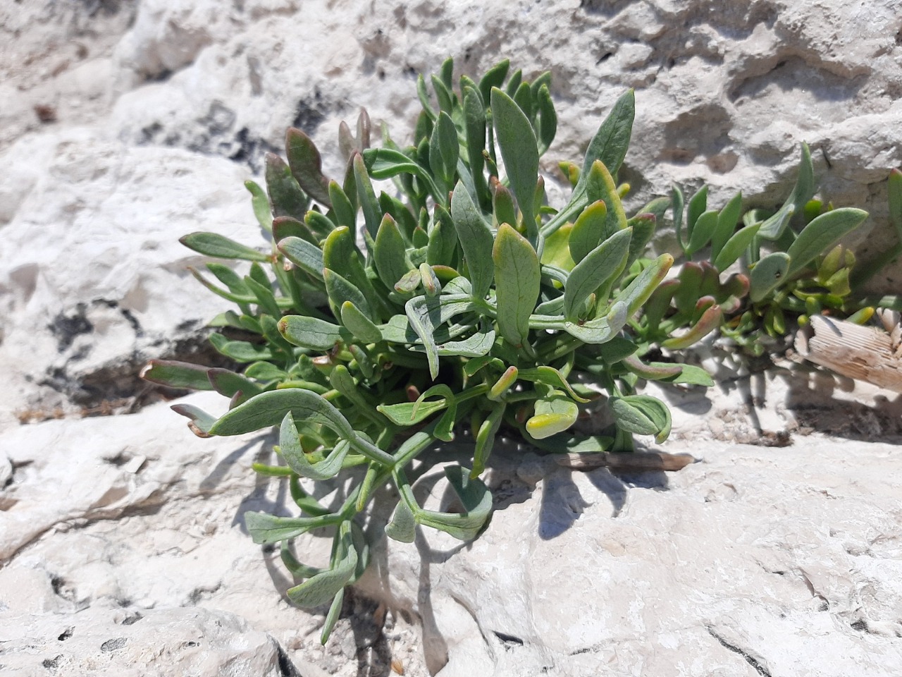 Crithmum maritimum