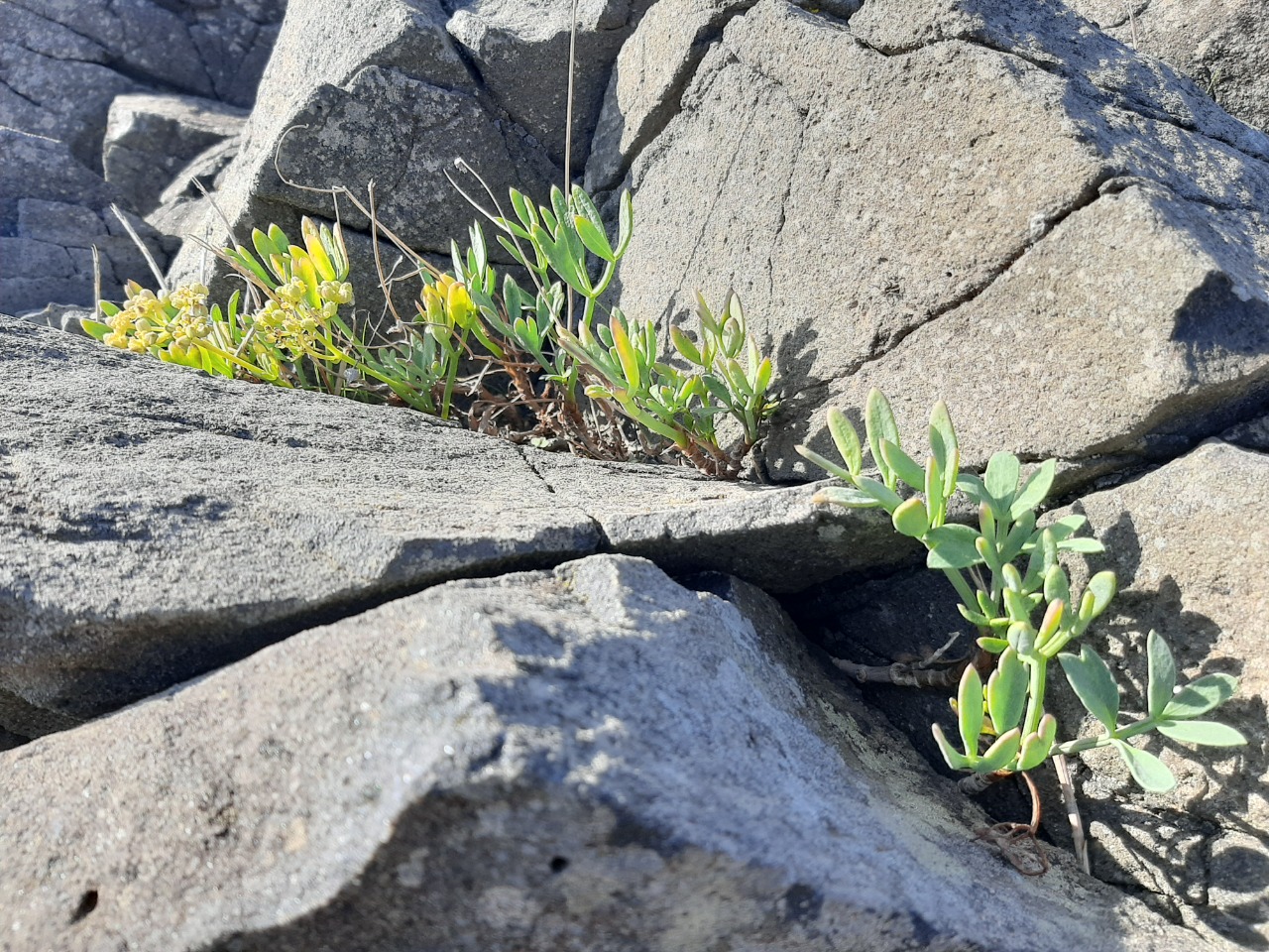 Crithmum maritimum