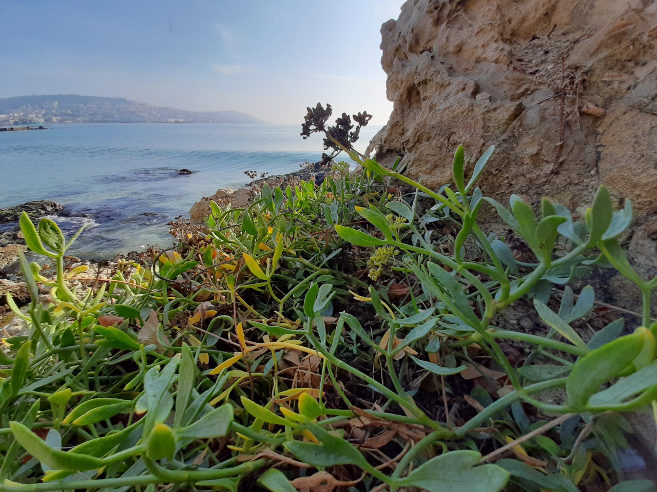 Crithmum maritimum