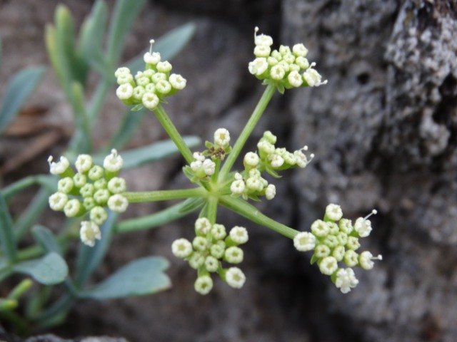 Crithmum maritimum