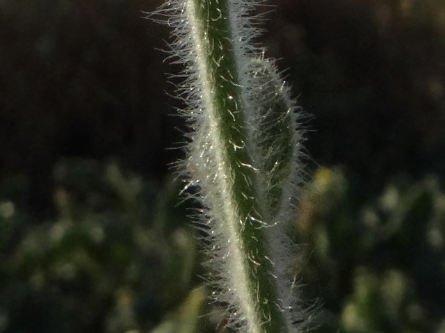 Heliotropium hirsutissimum