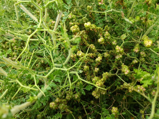 Sarcopoterium spinosum