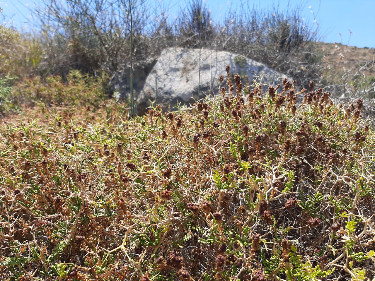 Sarcopoterium spinosum