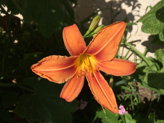 Hemerocallis fulva