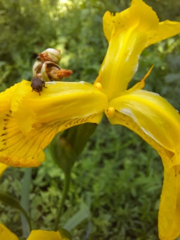 Iris pseudacorus