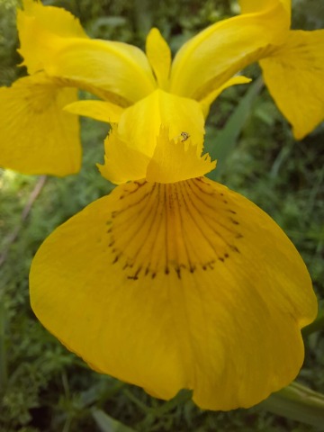 Iris pseudacorus