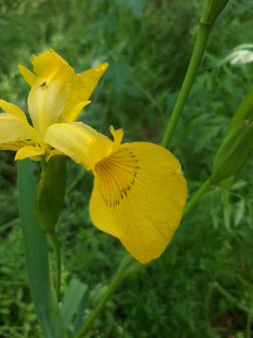 Iris pseudacorus