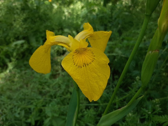 Iris pseudacorus