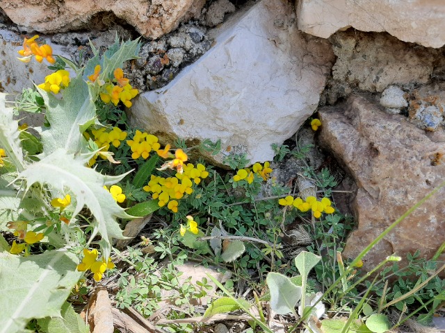 Lotus corniculatus