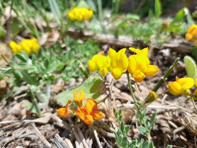 Lotus corniculatus