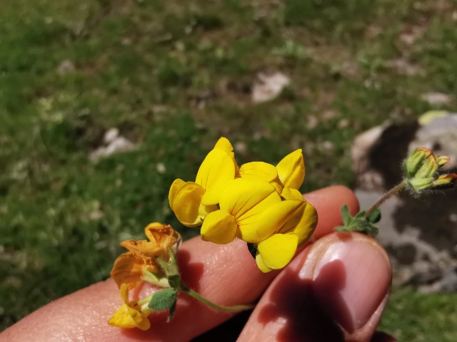 Lotus corniculatus