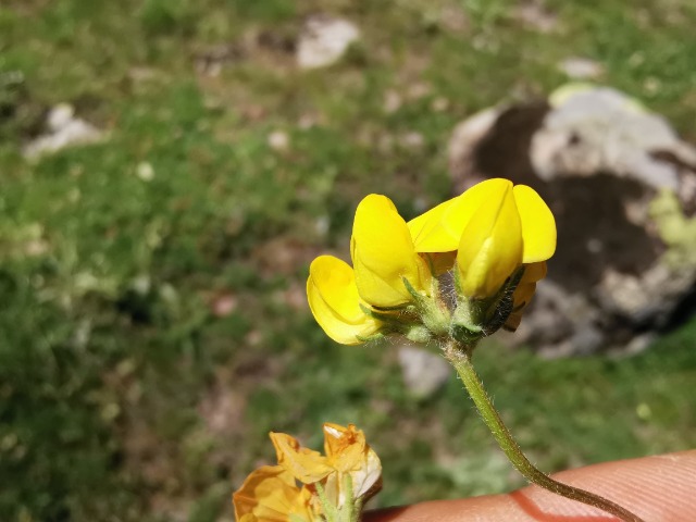 Lotus corniculatus