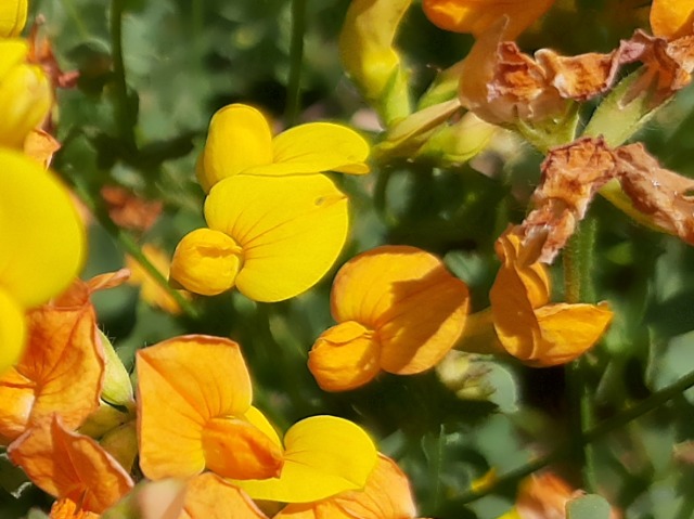 Lotus corniculatus