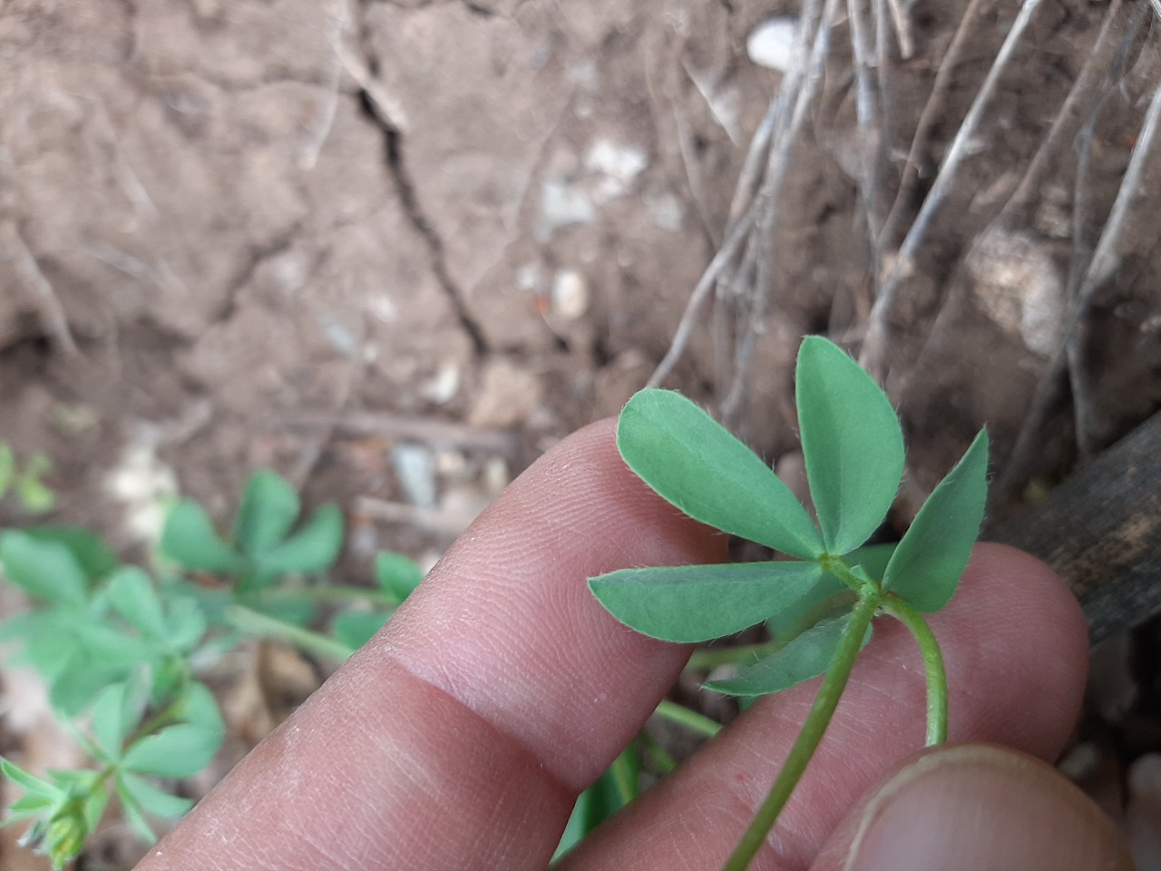 Lotus corniculatus