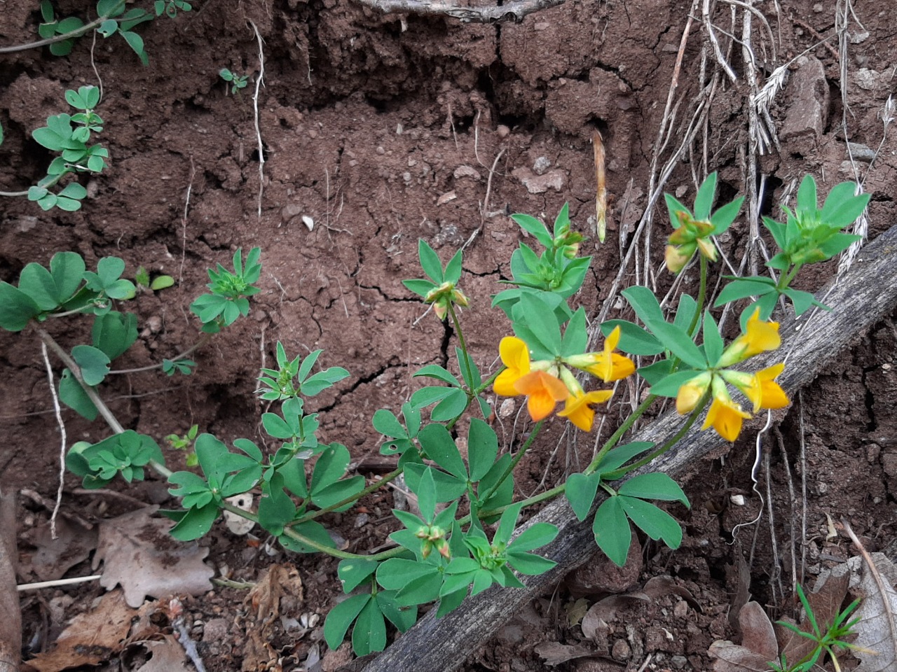 Lotus corniculatus