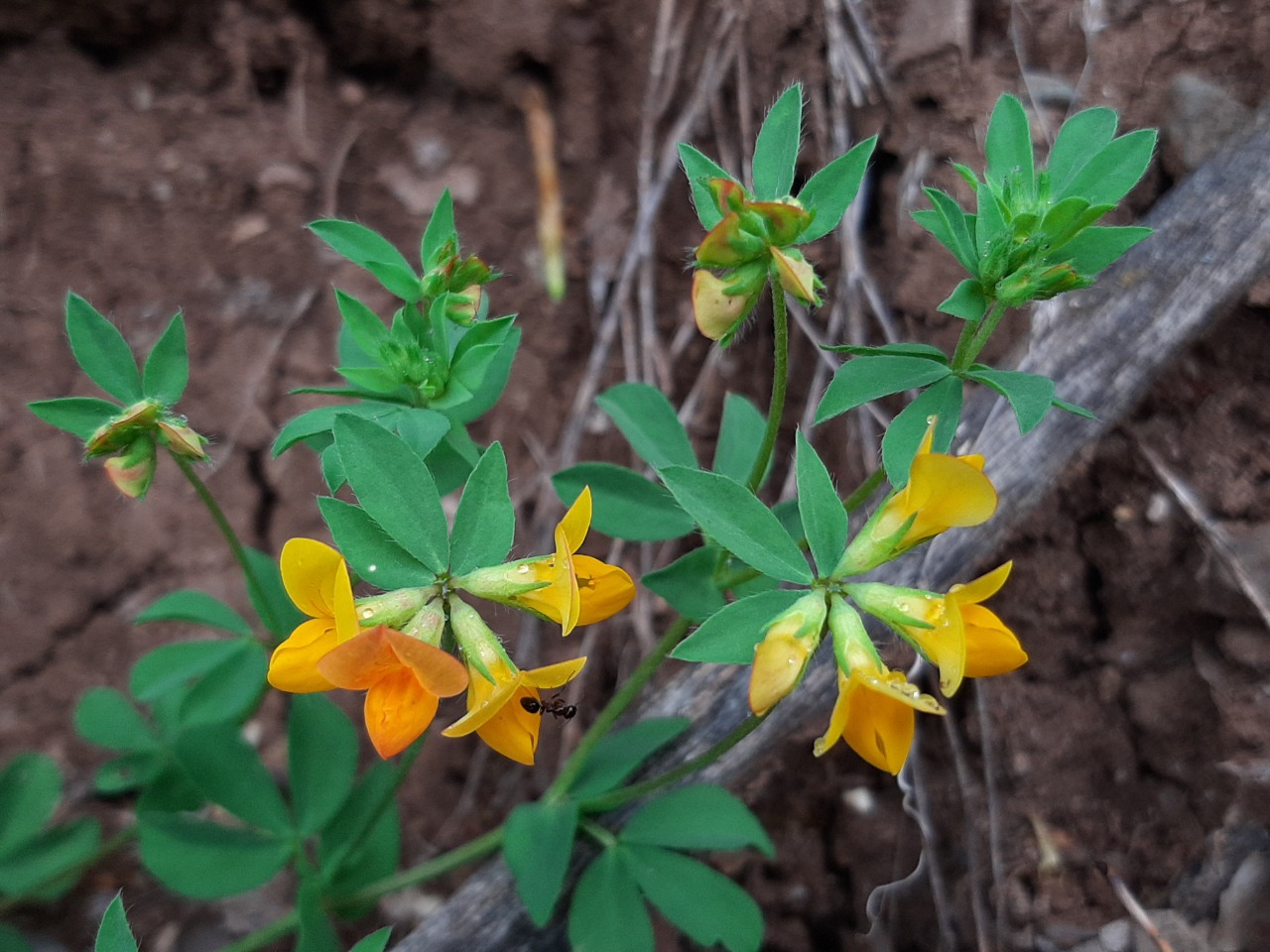 Lotus corniculatus