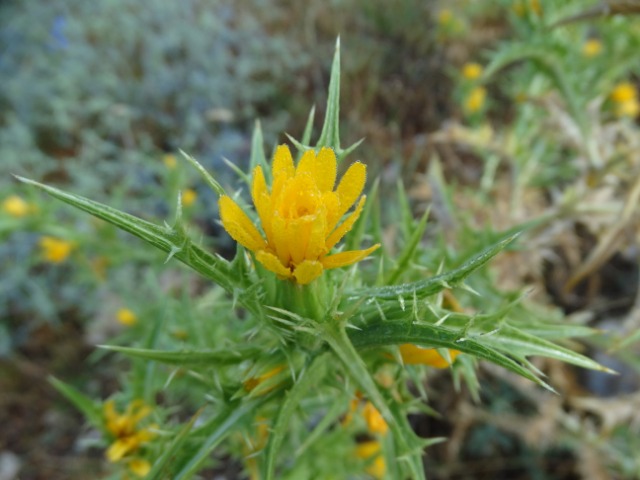 Scolymus hispanicus