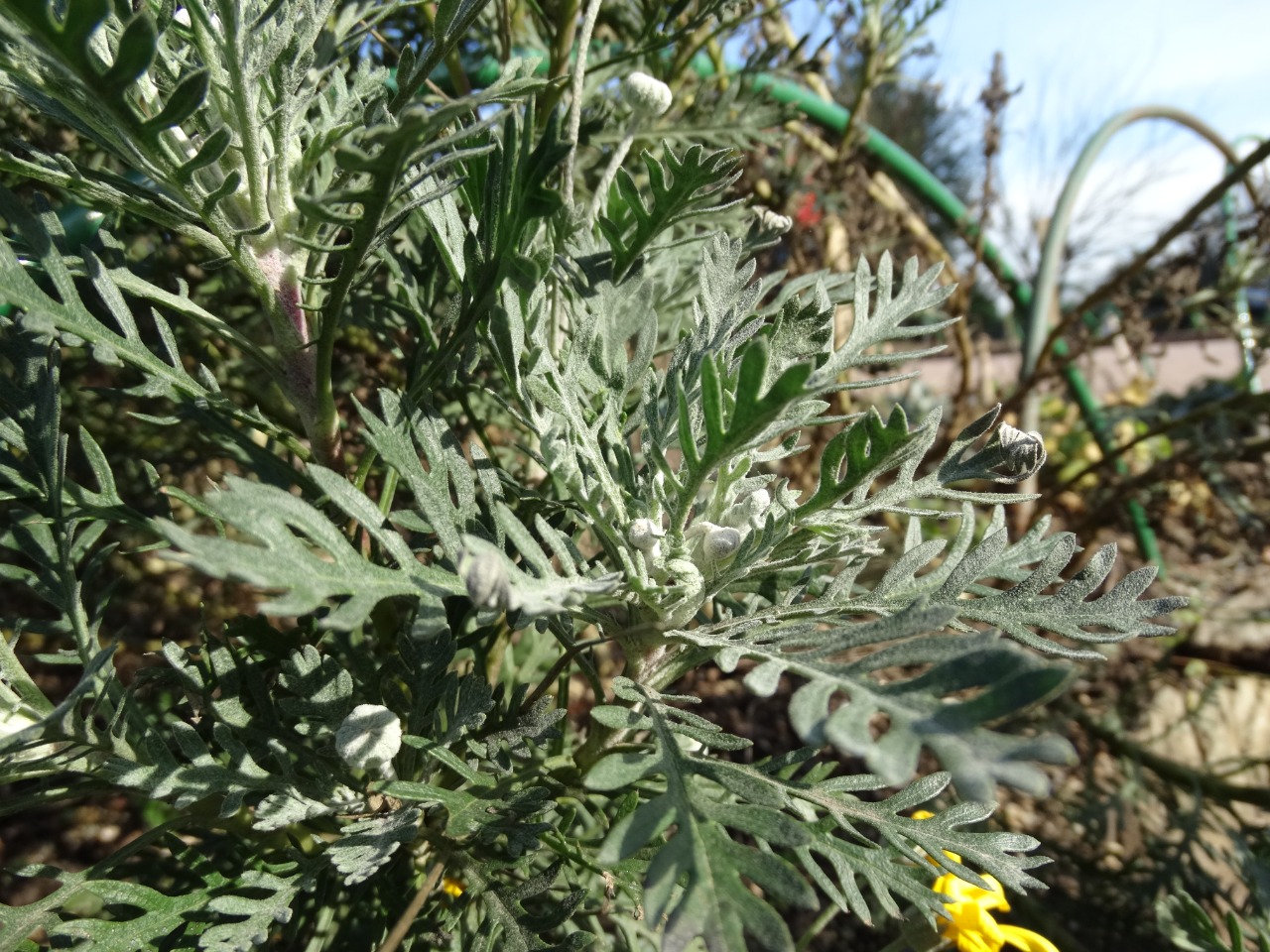 Euryops pectinatus