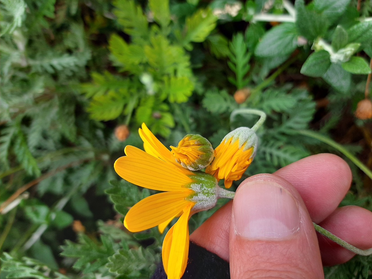 Euryops pectinatus