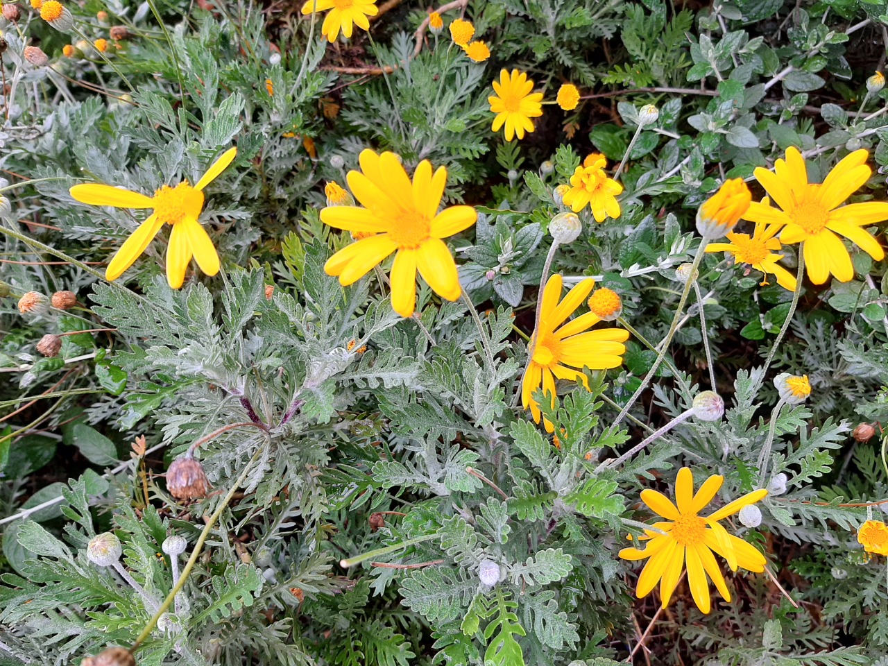 Euryops pectinatus