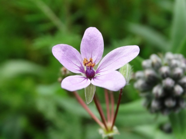 Erodium cicutarium
