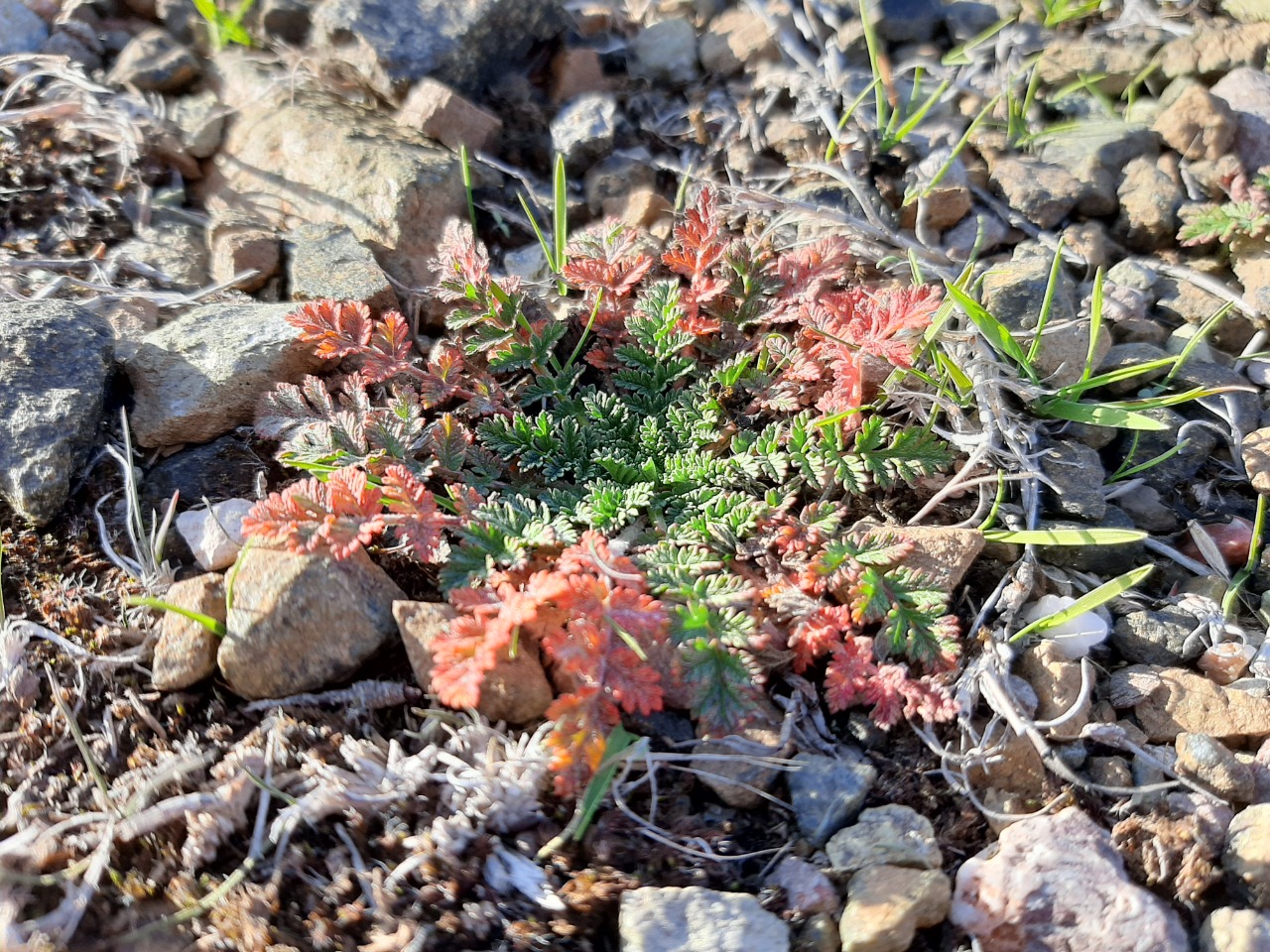 Erodium cicutarium