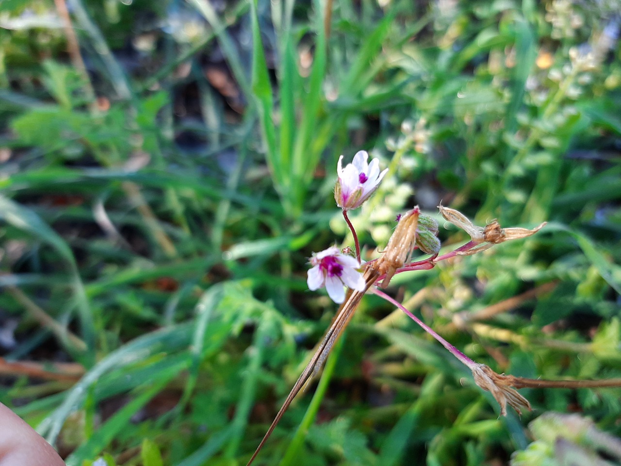 Erodium cicutarium