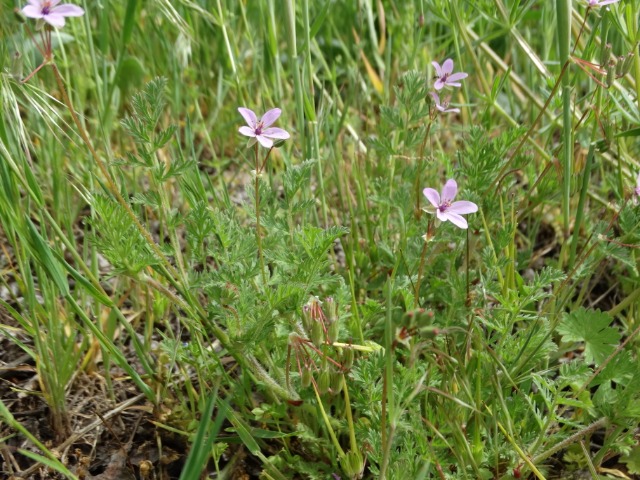 Erodium cicutarium