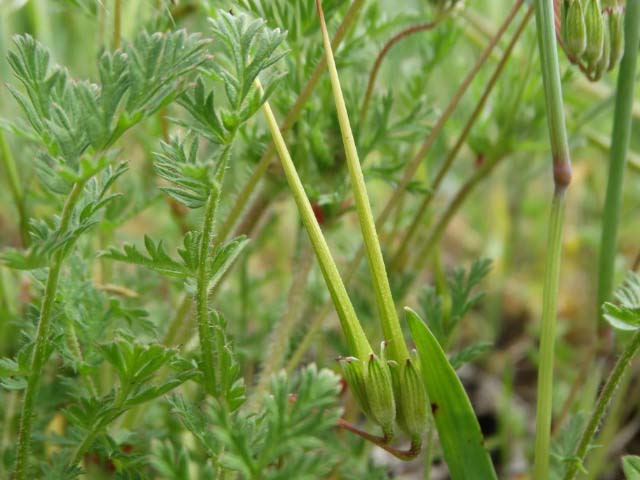 Erodium cicutarium