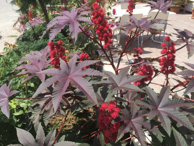 Ricinus communis