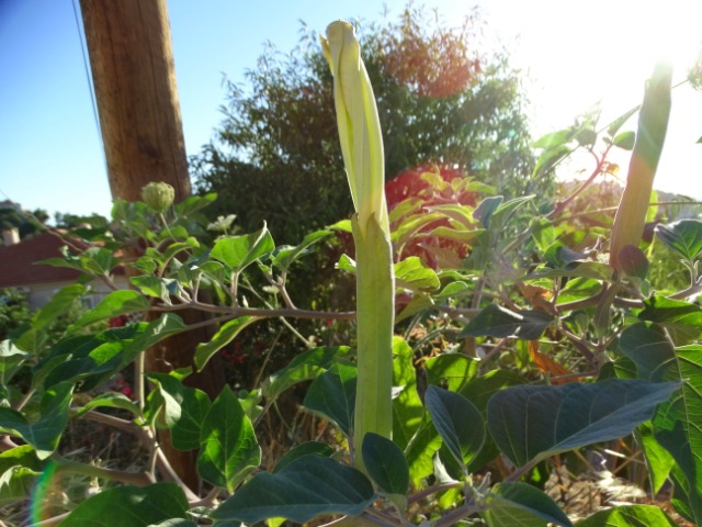 Datura innoxia