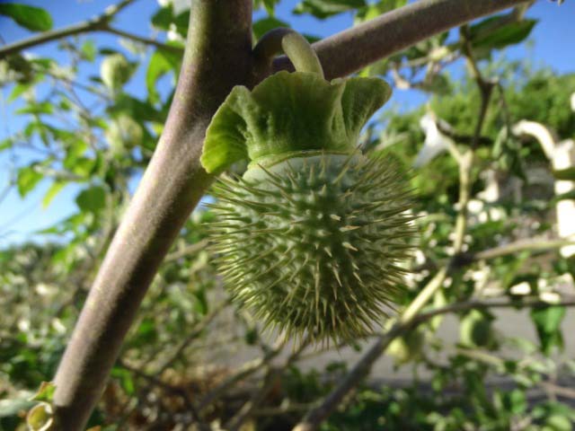 Datura innoxia