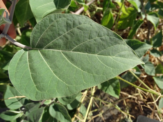 Datura innoxia