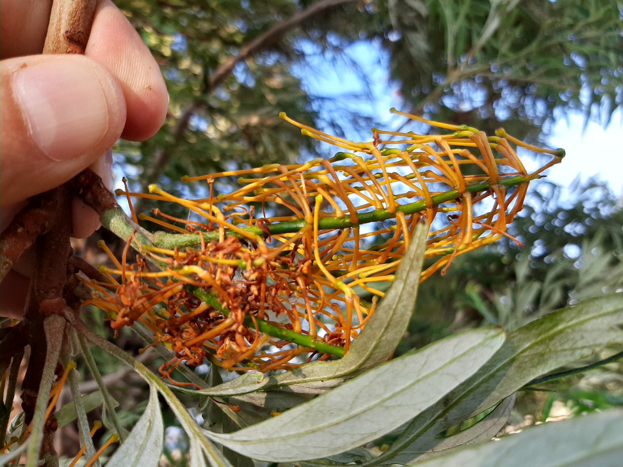 Grevillea robusta