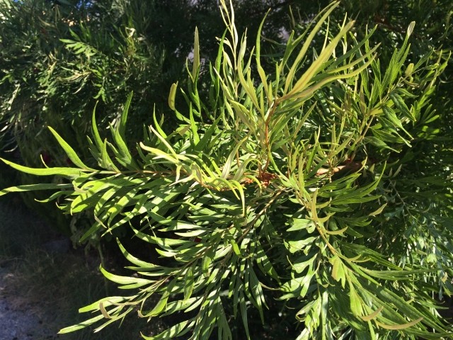 Grevillea robusta