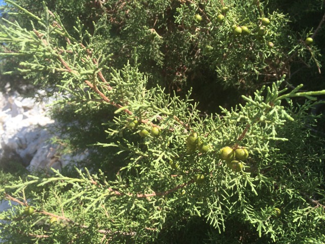 Juniperus phoenicea