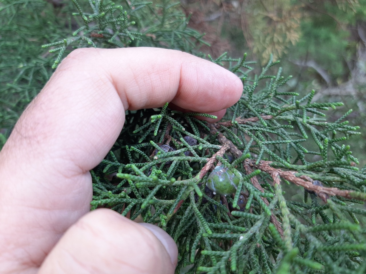 Juniperus phoenicea