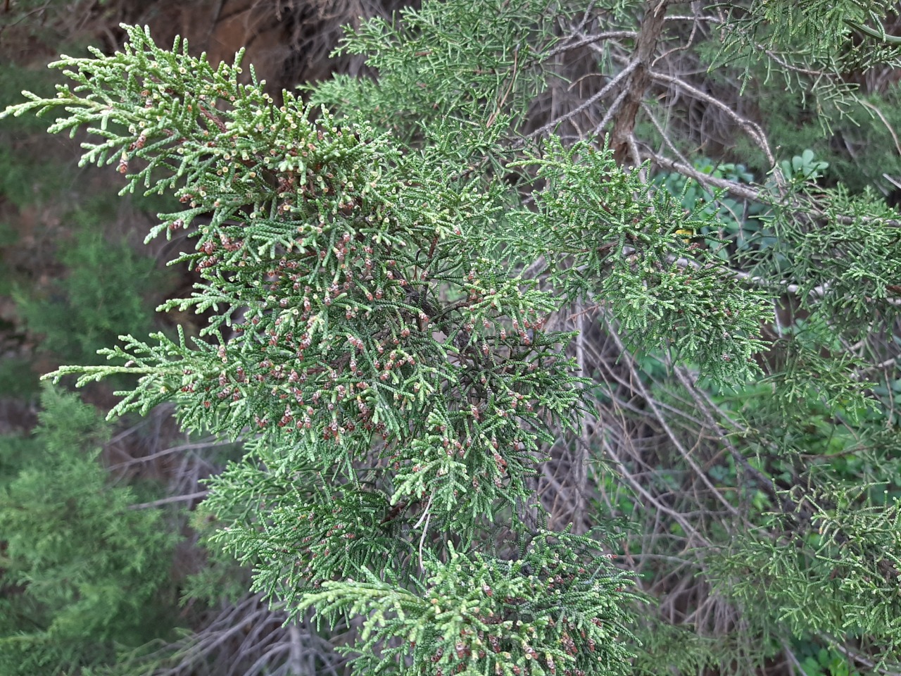 Juniperus phoenicea