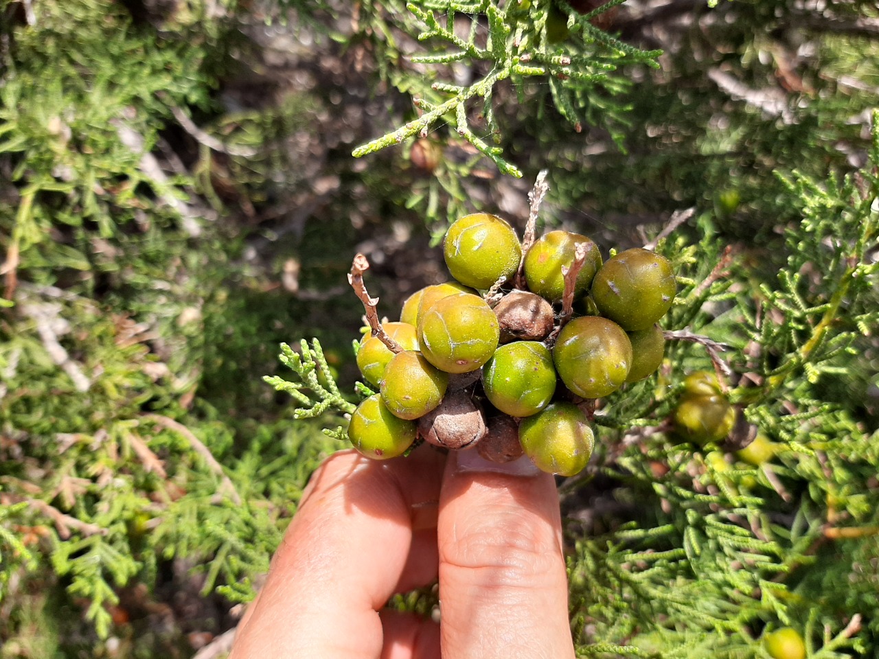 Juniperus phoenicea