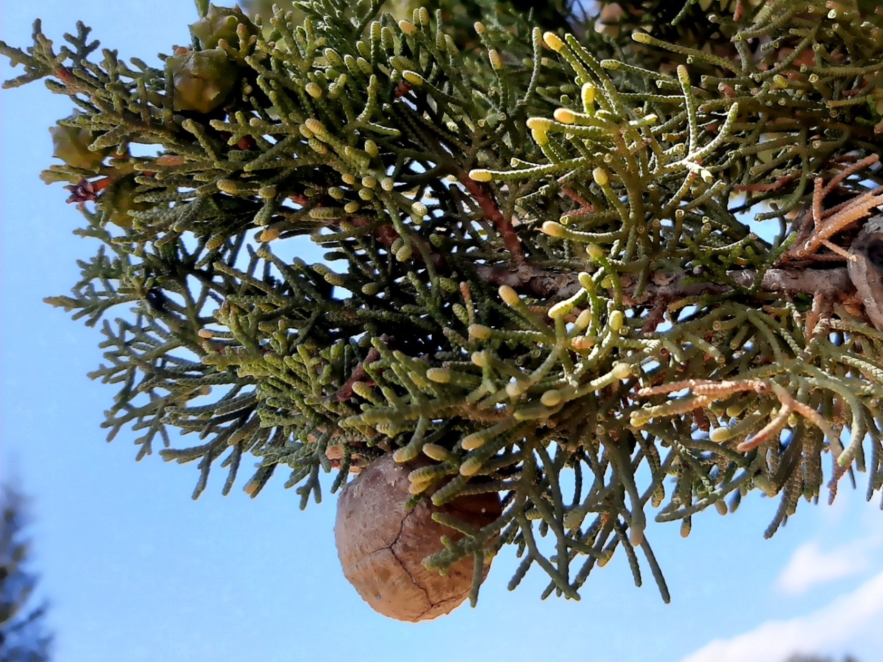 Juniperus phoenicea