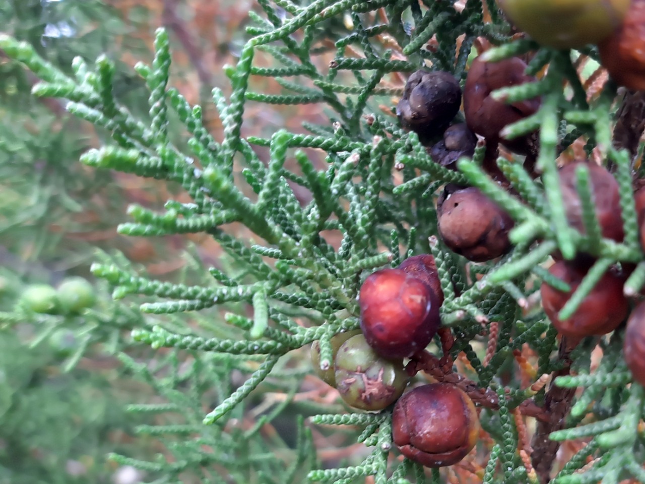 Juniperus phoenicea