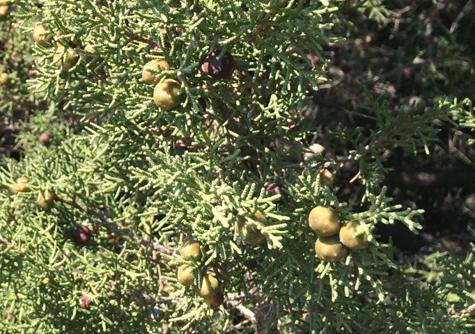 Juniperus phoenicea