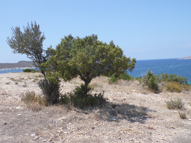 Juniperus phoenicea