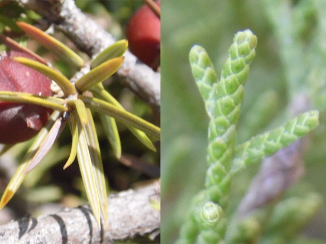 Juniperus phoenicea